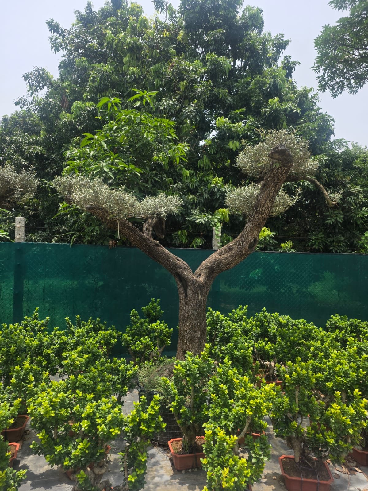 Olive Bonsai Plant